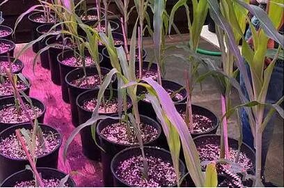 利(li)用(yong)LED培育的玉米有何優勢？美國辳業部研究得